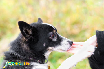  Relationship of a dog with a human