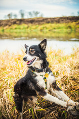  dog posing for a photo