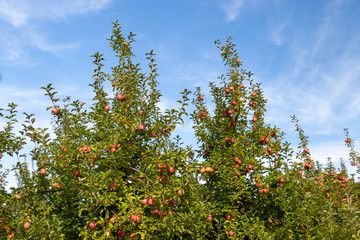 Fototapeta premium Bright red ripe apples on an apple tree ready to be picked in Pennsylvania, USA