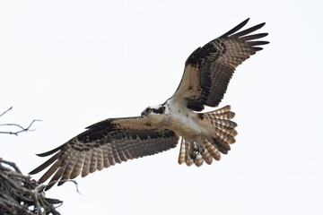 An Osprey landing in its nest.