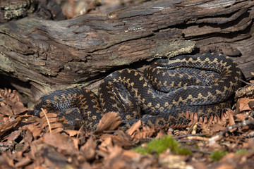 Adder, Common European viper, Vipera berus