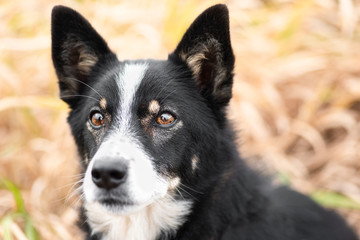 portrait of a dog