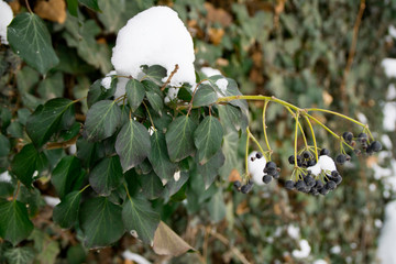 The green leaves of the creeper under a white snow.