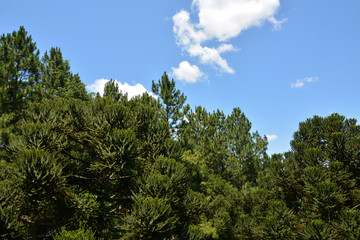 view of mountains and trees,Caracol Waterfall and Aerial Tramways Serra Parks, Canela, Brazil