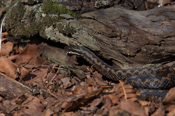 Adder, Common European viper, Vipera berus