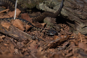 Adder, Common European viper, Vipera berus