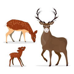 Deer family in flat style on white background. Beautiful stylized cartoon deer. Vector illustration