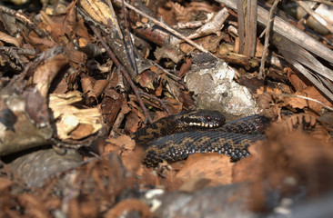Adder, Common European viper, Vipera berus