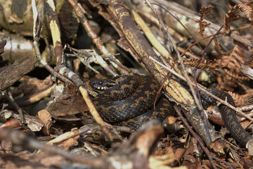 Adder, Common European viper, Vipera berus