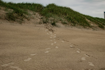 footprints in sand