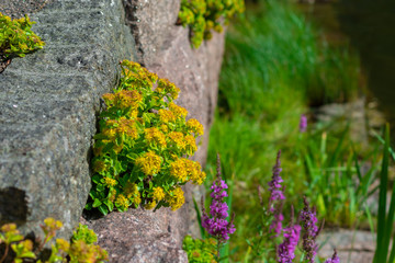 Landscape design. Flowers and stones closeup.