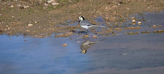 White Wagtail and its reflection in the water of a small lagoon