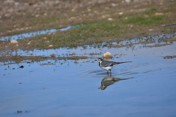 White Wagtail and its reflection in the water of a small lagoon