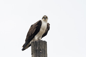 An Osprey perched on a piling.