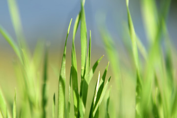 photo of juicy green grass with dew and rain drops, background
