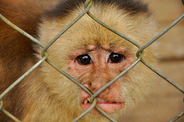 Amoneky behind bars
