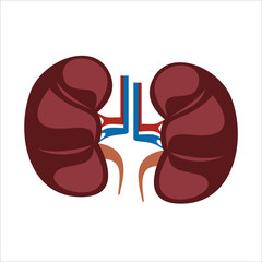 Human kidney anatomy vector illustration