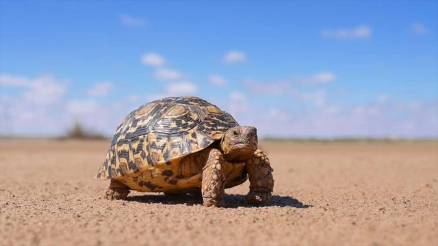Leopard tortoise in a desert