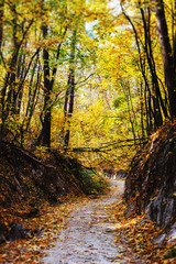 Fototapeta premium Beautiful and romantic autumn forest