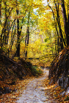 Naklejki Beautiful and romantic autumn forest