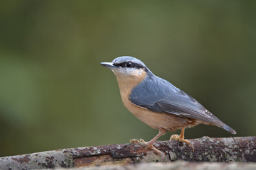 Eurasian nuthatch , Sitta europaea
