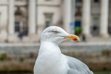  European herring gull
