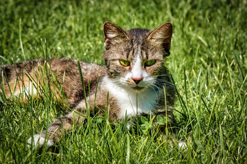 Naklejka na ściany i meble A young cat enjoying the sunshine in the garden.