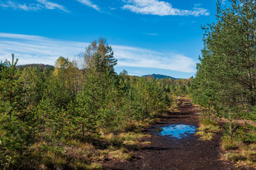View on the peat bog witch trees during sunny day. Soumarské rašeliniště (peatbog/moorland) near Vimperk, Czech Republic
