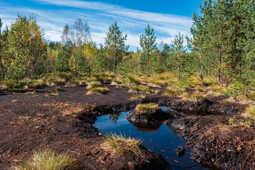 View on the peat bog witch trees during sunny day. Soumarské rašeliniště (peatbog/moorland)...