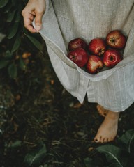 Red apples in a dress pocket