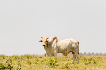Genetic High Quality Breeding Bull - Beef Cattle Concept