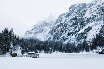 bosque nevado en un frio día de invierno