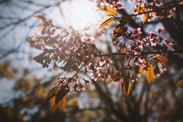 Beautiful Cherry Blossom  or Sakura flower on nature background,soft focus and color toned.