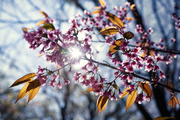 Beautiful Cherry Blossom  or Sakura flower on nature background,soft focus and color toned.