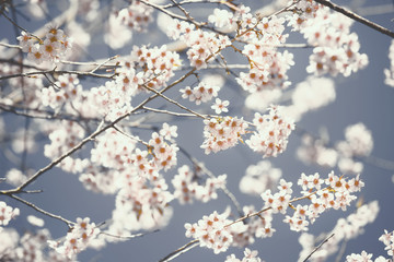 Beautiful Cherry Blossom  or Sakura flower on nature background,soft focus and color toned.