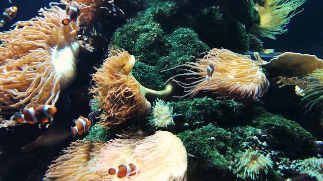 Anemonenfische in einem Südsee Aquarium