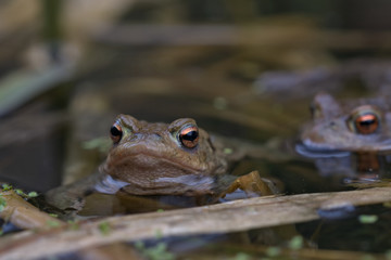 Common toad , Bufo bufo