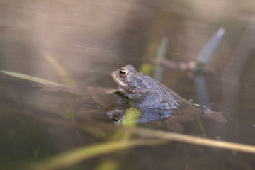 Common toad , Bufo bufo