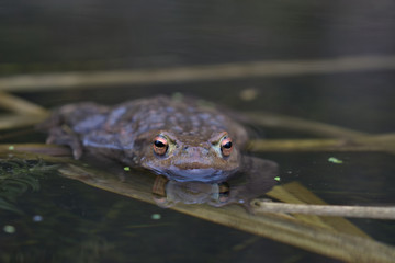 Common toad , Bufo bufo