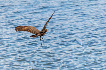  Hamerkop (Scopus umbretta) in flight over Lake Victoria, Entebbe, Uganda