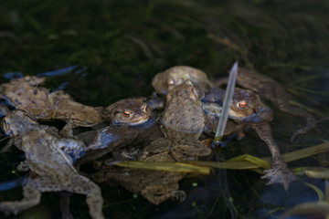 Common toad , Bufo bufo