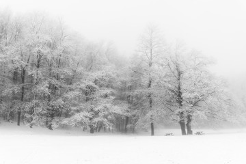 Forest of the Parks Sasso Simone e Simoncello during winter.