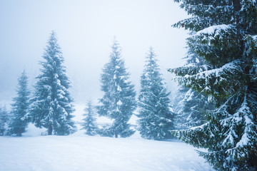 Bottom view tall beautiful majestic spruce trees