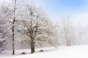 Forest of the Parks Sasso Simone e Simoncello during winter.