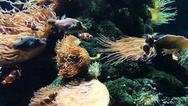 Anemonenfische in einem Südsee Aquarium