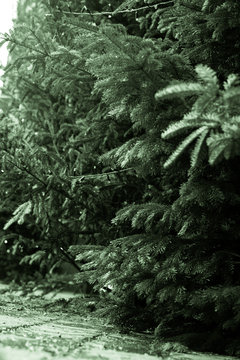 christmas trees in Ieper 
