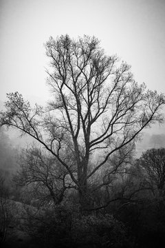 tree in fog