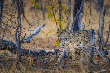 Cheetah waling in woodland - Zimbabwe