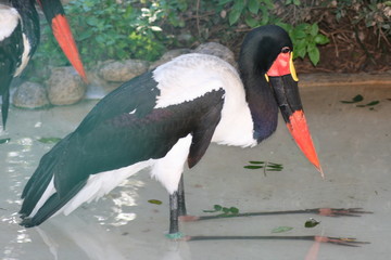 African jabiru cooling in the water