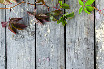 Green leaves on the background of wooden boards. Parthenocissus.